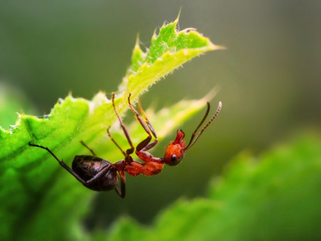 mravenec lesní (02)