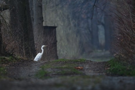 volavka bílá (14)
