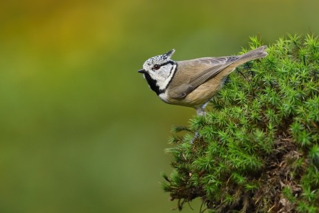 Z parukářka 2025-5