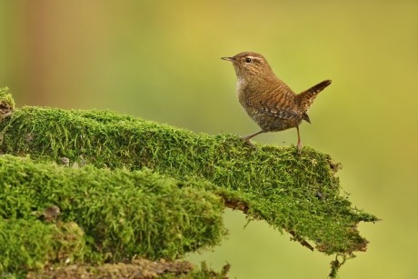 Z střízlík 2025-2