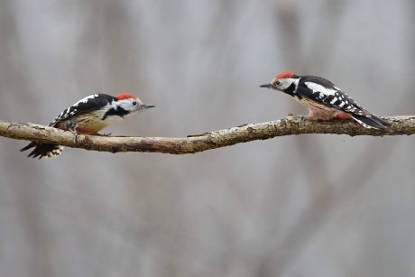 Z stk prostřední 2026-1