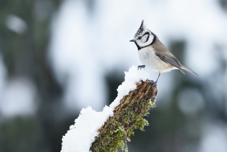 Z parukářka 2025-4