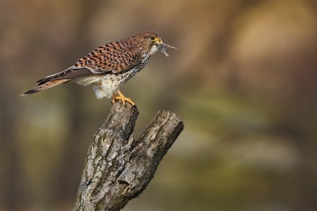 poštolka obecná (22)