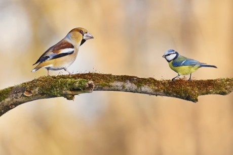 dlask tlustozobý + sýkora modřinka (20)