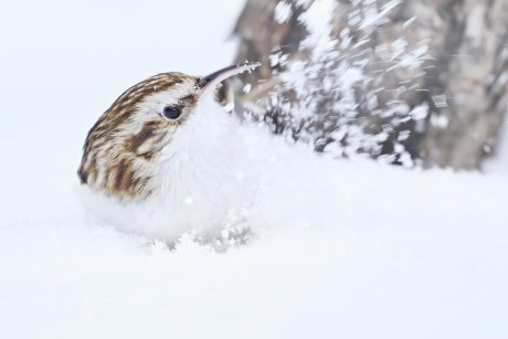 šoupálek dlouhoprstý (35)