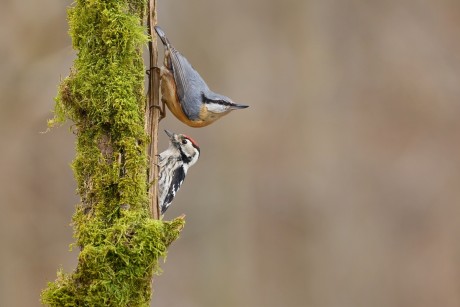 brhlík lesní a strakapoud malý 