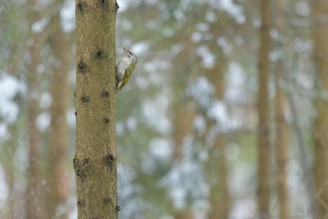 Z žluna šedá 2026-1