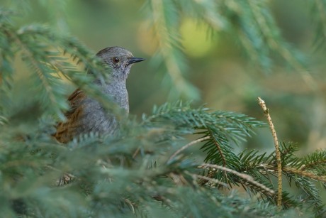 pěvuška modrá (15)