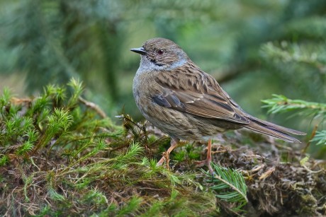 pěvuška modrá (18)
