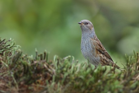 Z pěvučka UP 2026-4