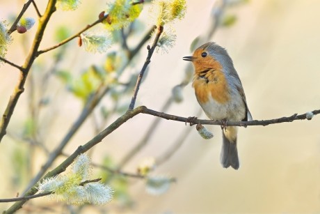 červenka obecná (19)