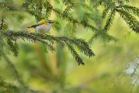 králíček ohnivý (29)