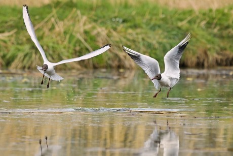 Z racek chechtavý -1