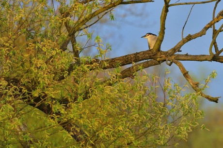 kvakoš noční (34)
