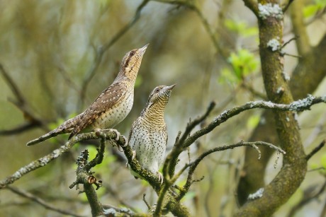 krutihlav obecný (21)