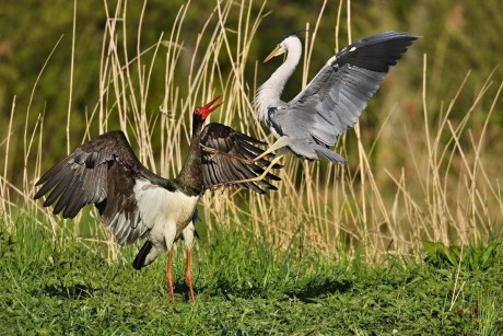 čáp černý a volavka popelavá
