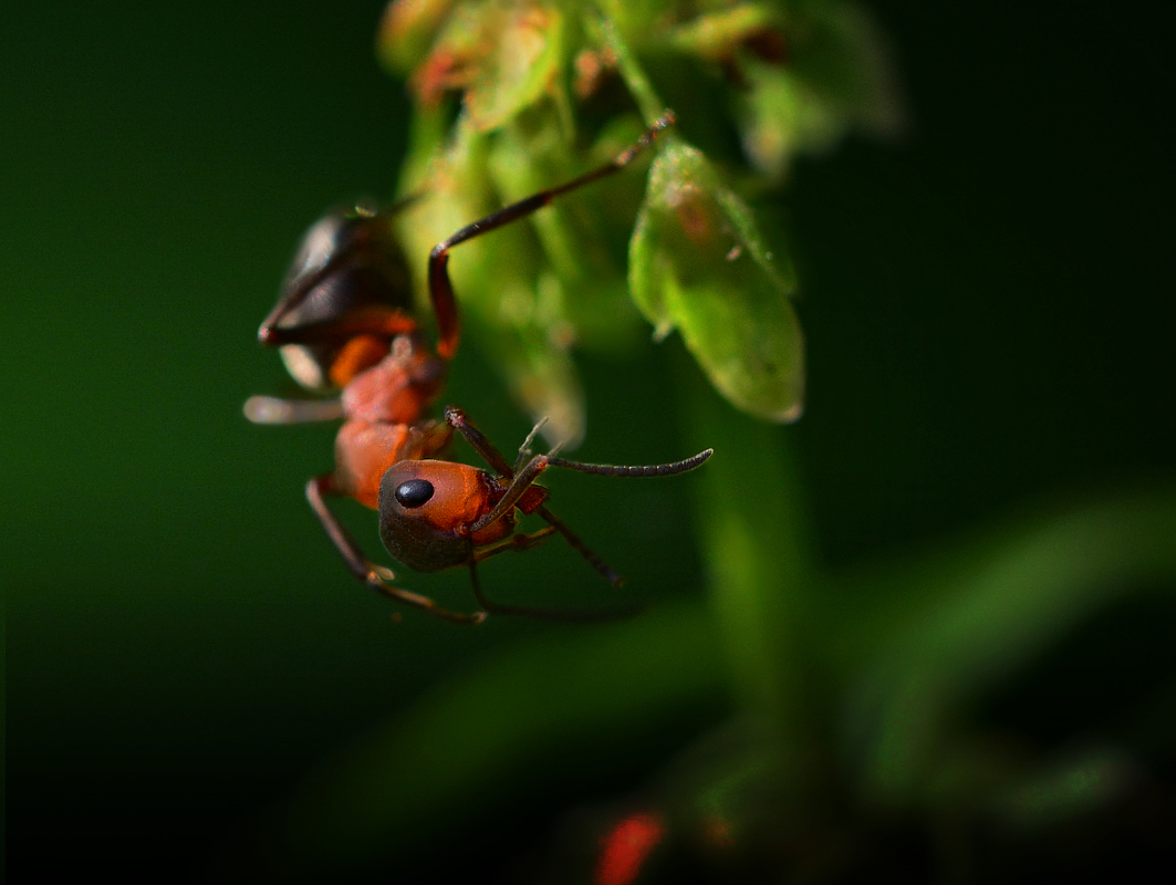 Mravenec lesní (01)