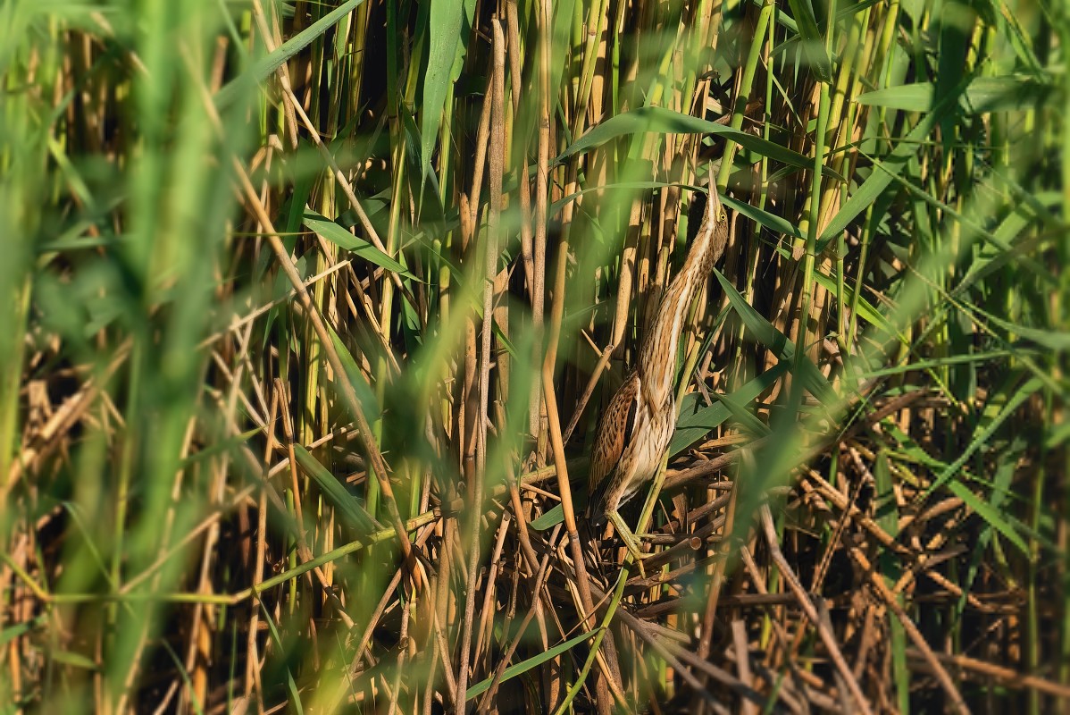 bukáček malý (35)- juv