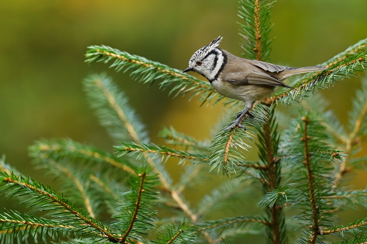 sýkora parukářka (28)