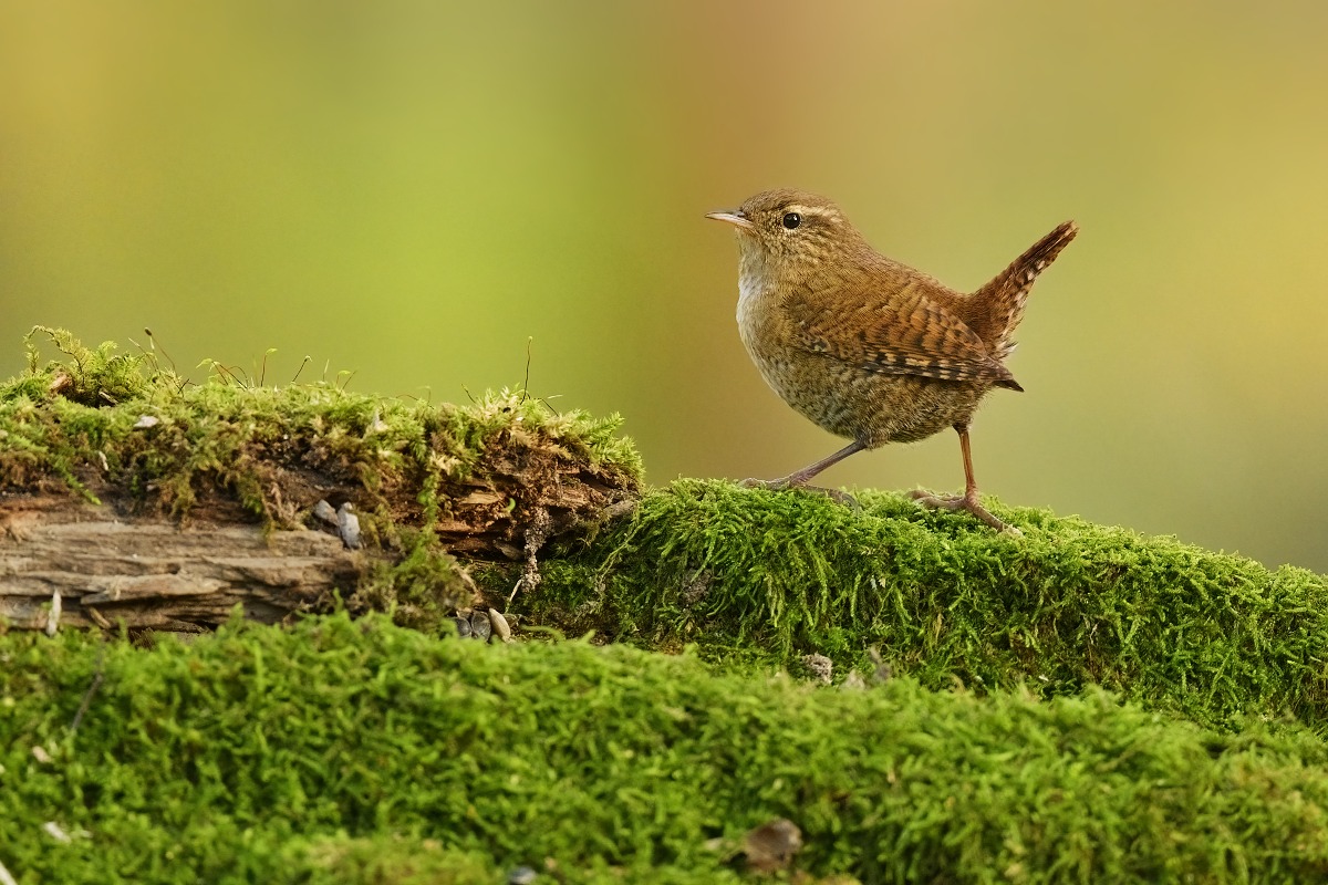 Z střízlík 2025-3b