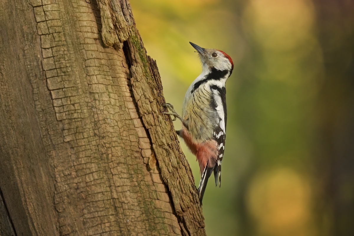 Z prostředňák 2025- podz 2