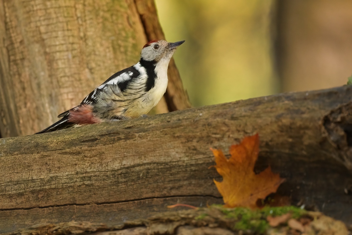 strakapoud prostřední (17)