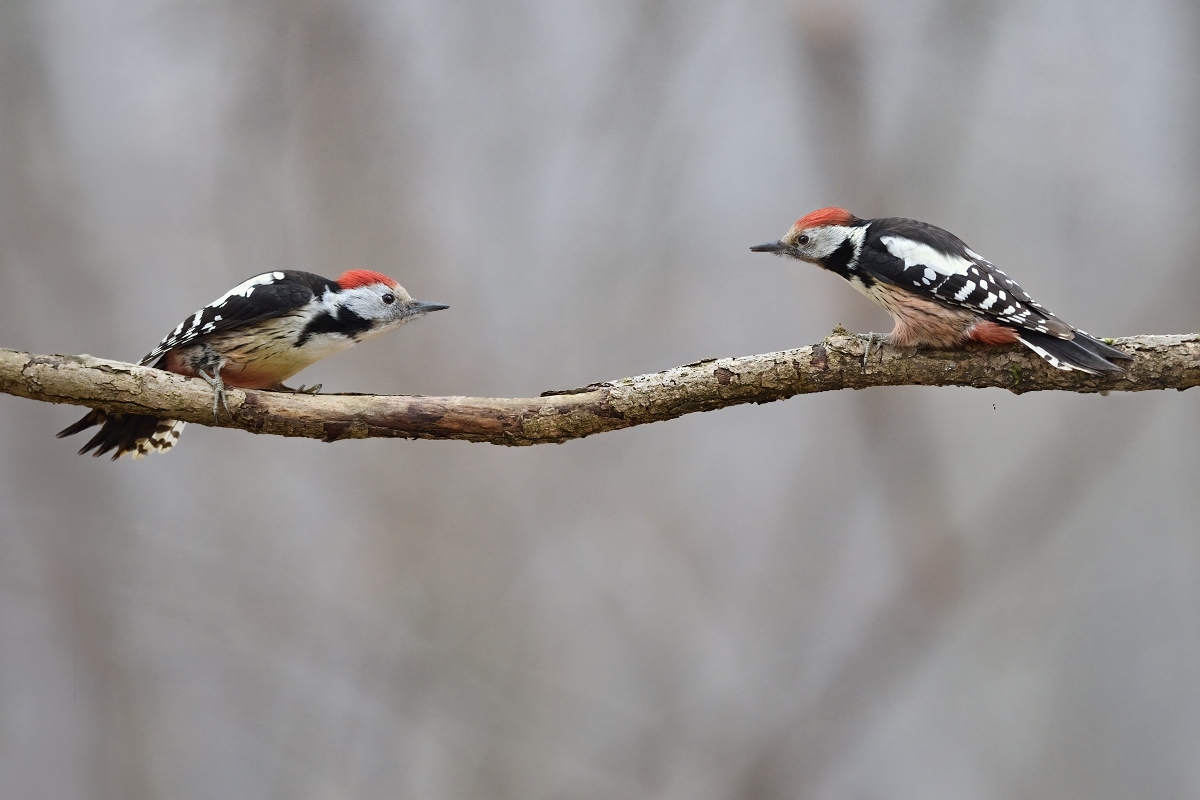 strakapoud prostřední (20)