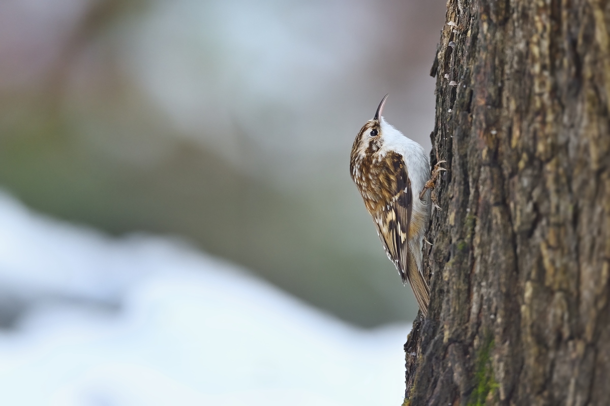 šoupálek dlouhoprstý (32)