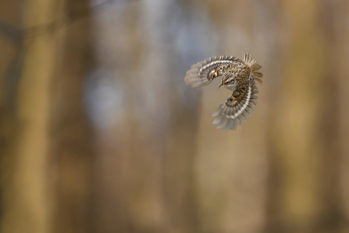 šoupálek dlouhoprstý (33)