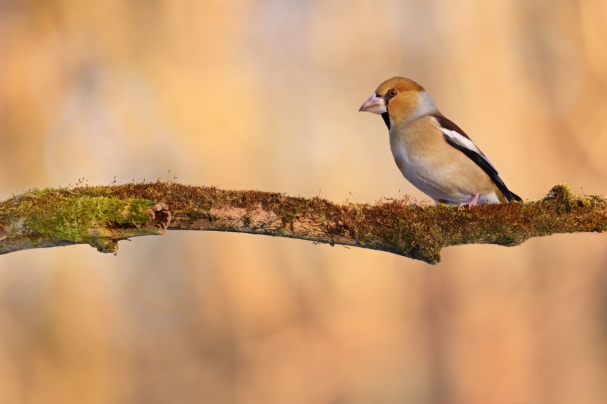 dlask tlustozobý (19)