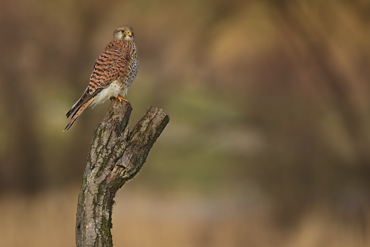 poštolka obecná (23)