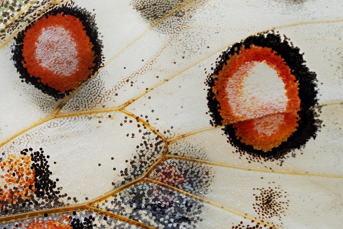 jasoň červenooký (04)