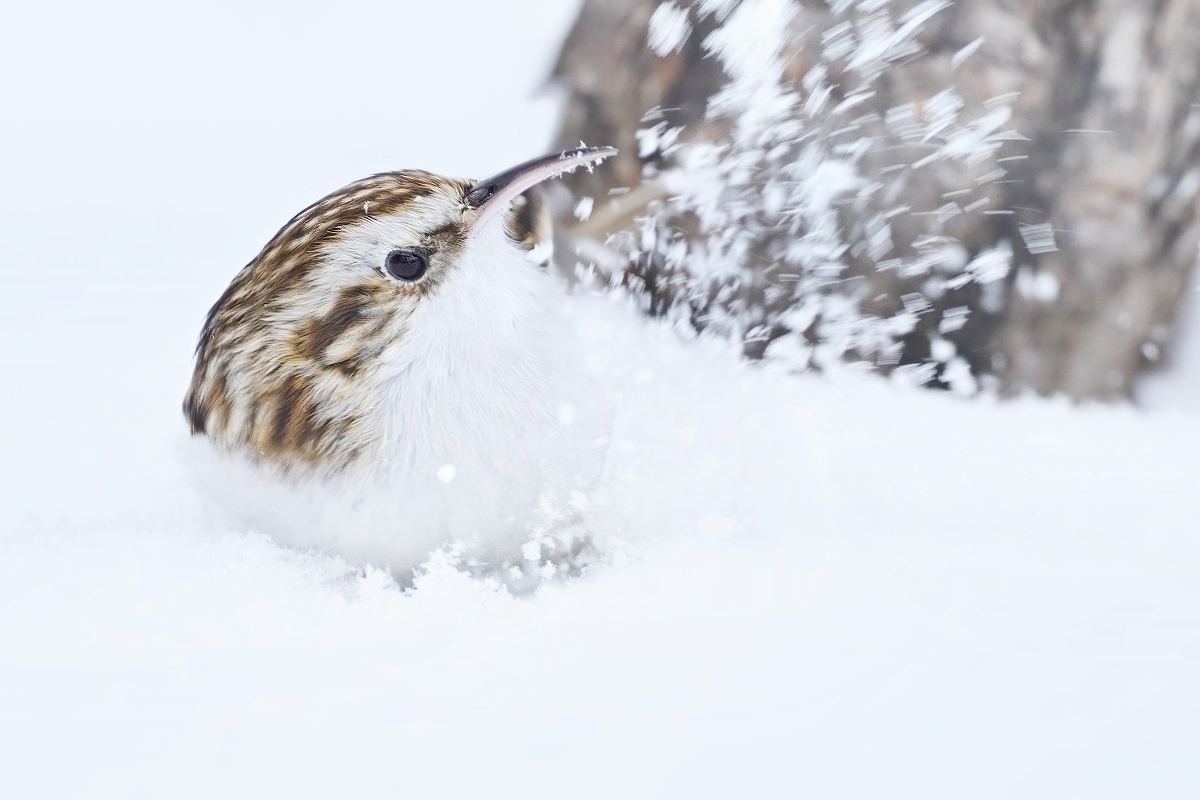 šoupálek dlouhoprstý (35)