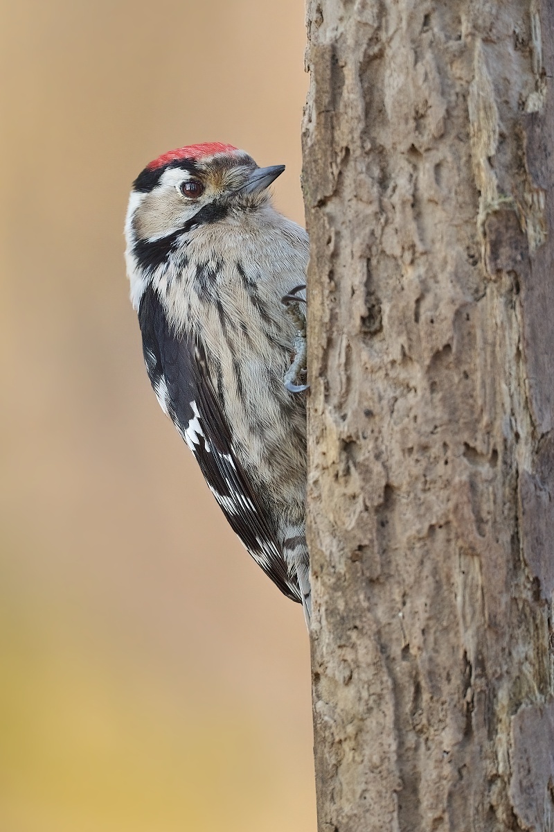 strakapoud malý (09)