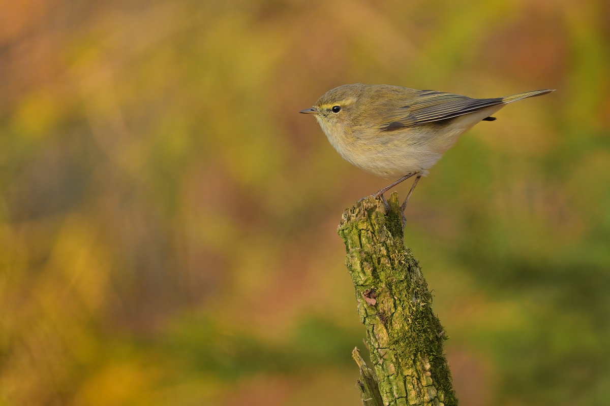 budníček menší (14)