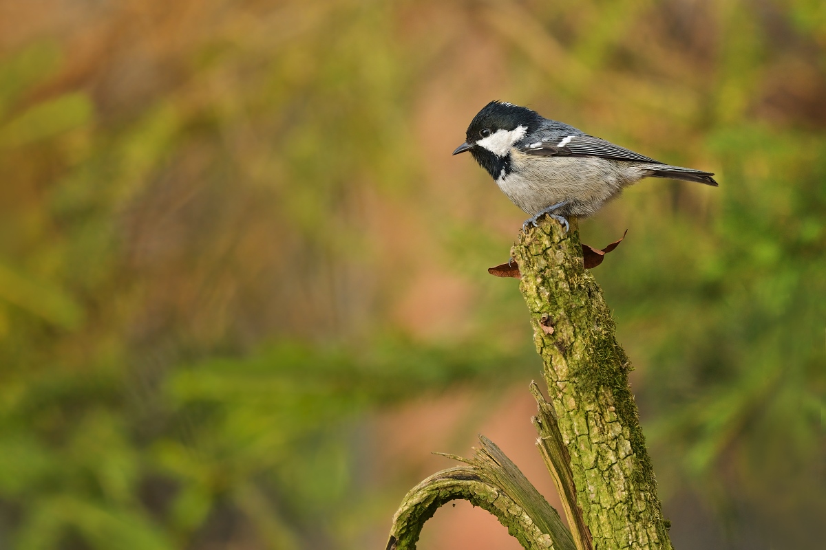 Z uhelníček 2026-1