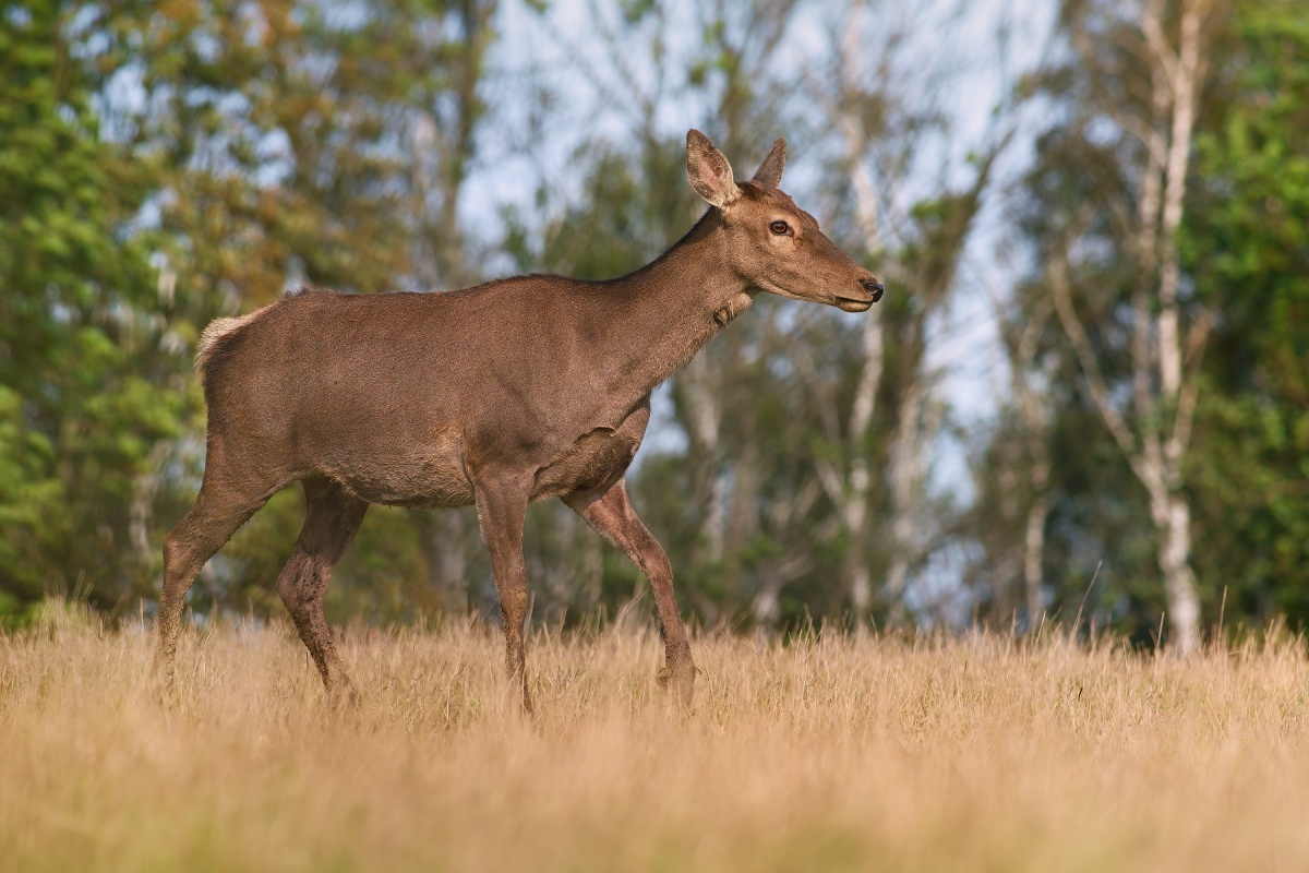 jelen evropský - laň (06)