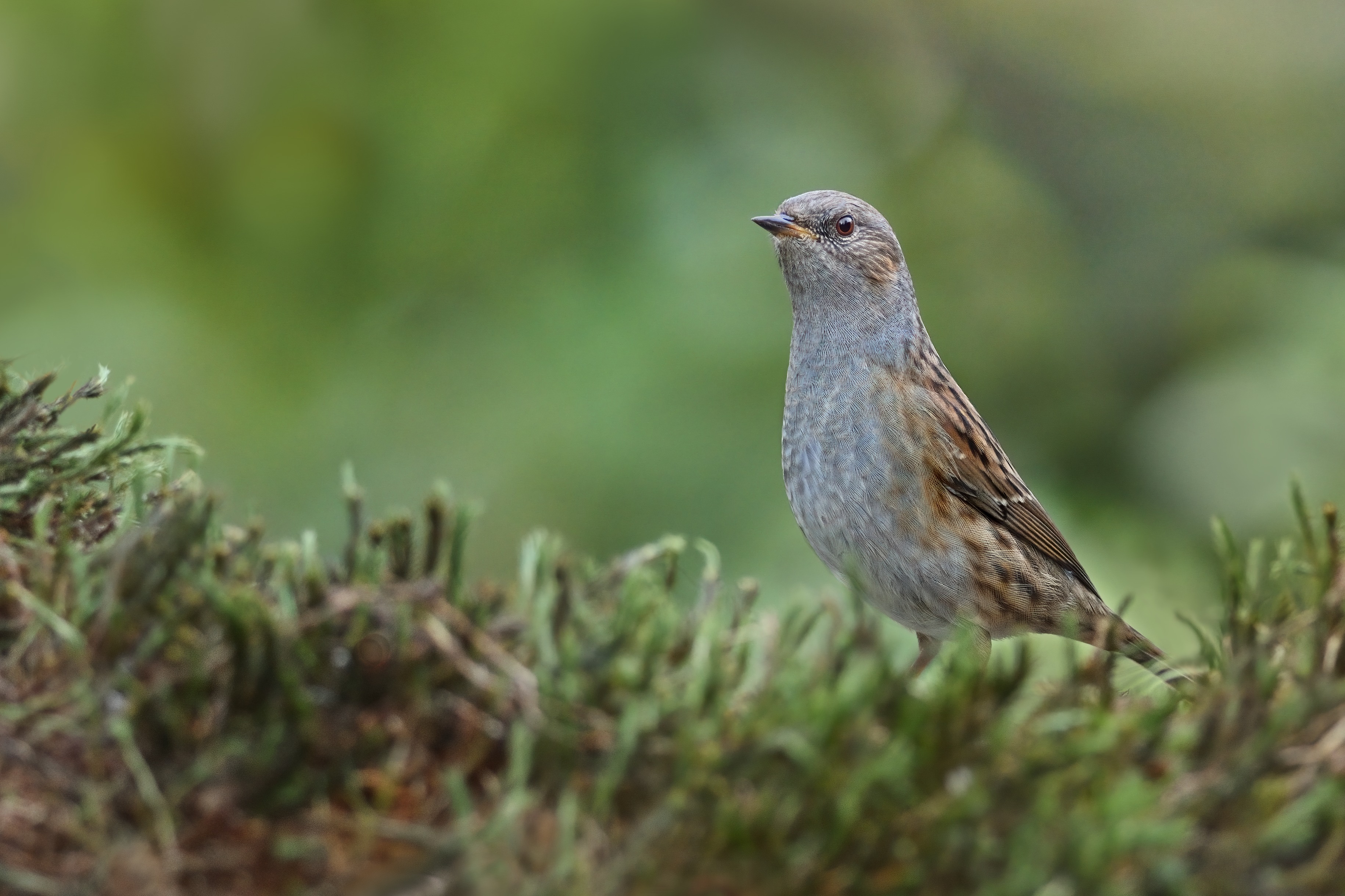 pěvuška modrá (16)