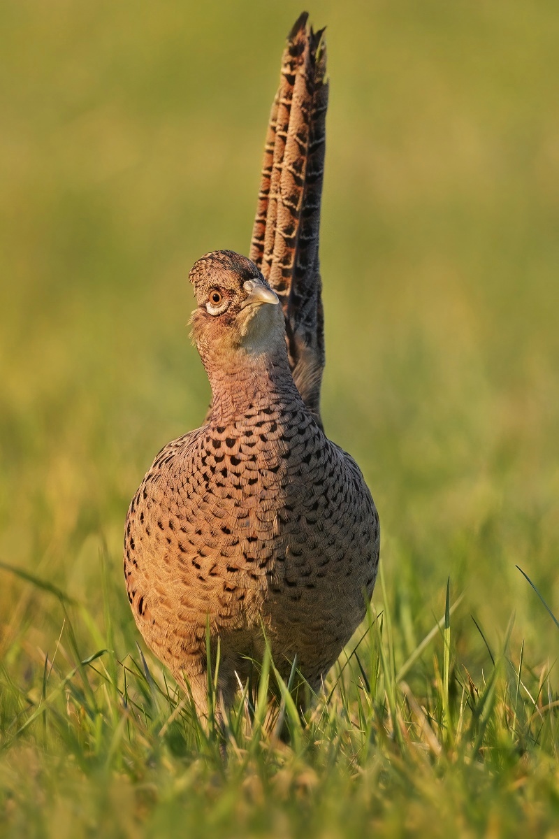 bažant obecný (18)