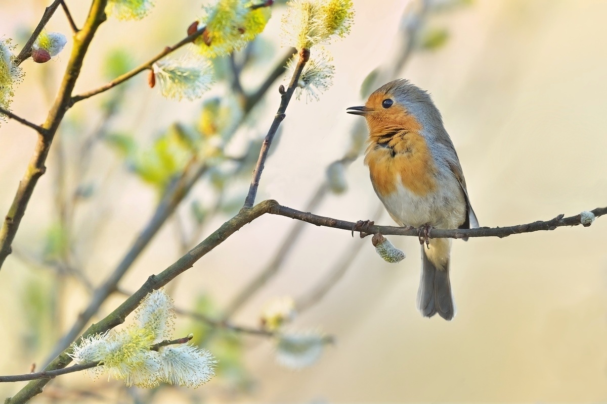 červenka obecná (19)