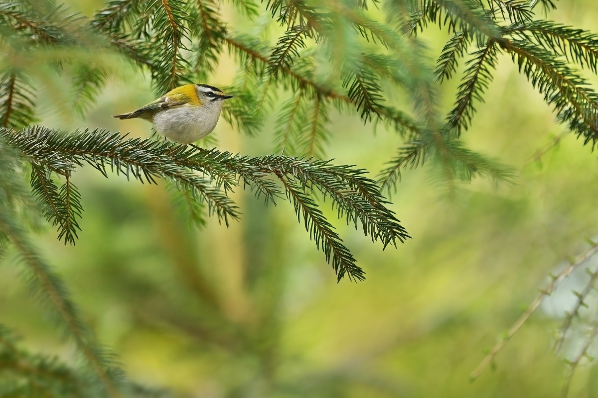 králíček ohnivý (29)