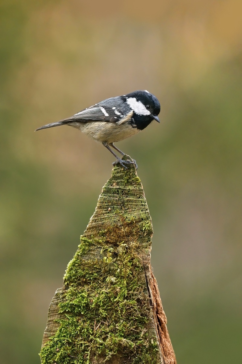 Z uhelníček 2026-2