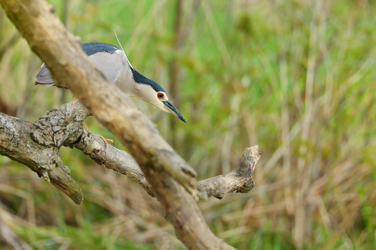 kvakoš noční (35)