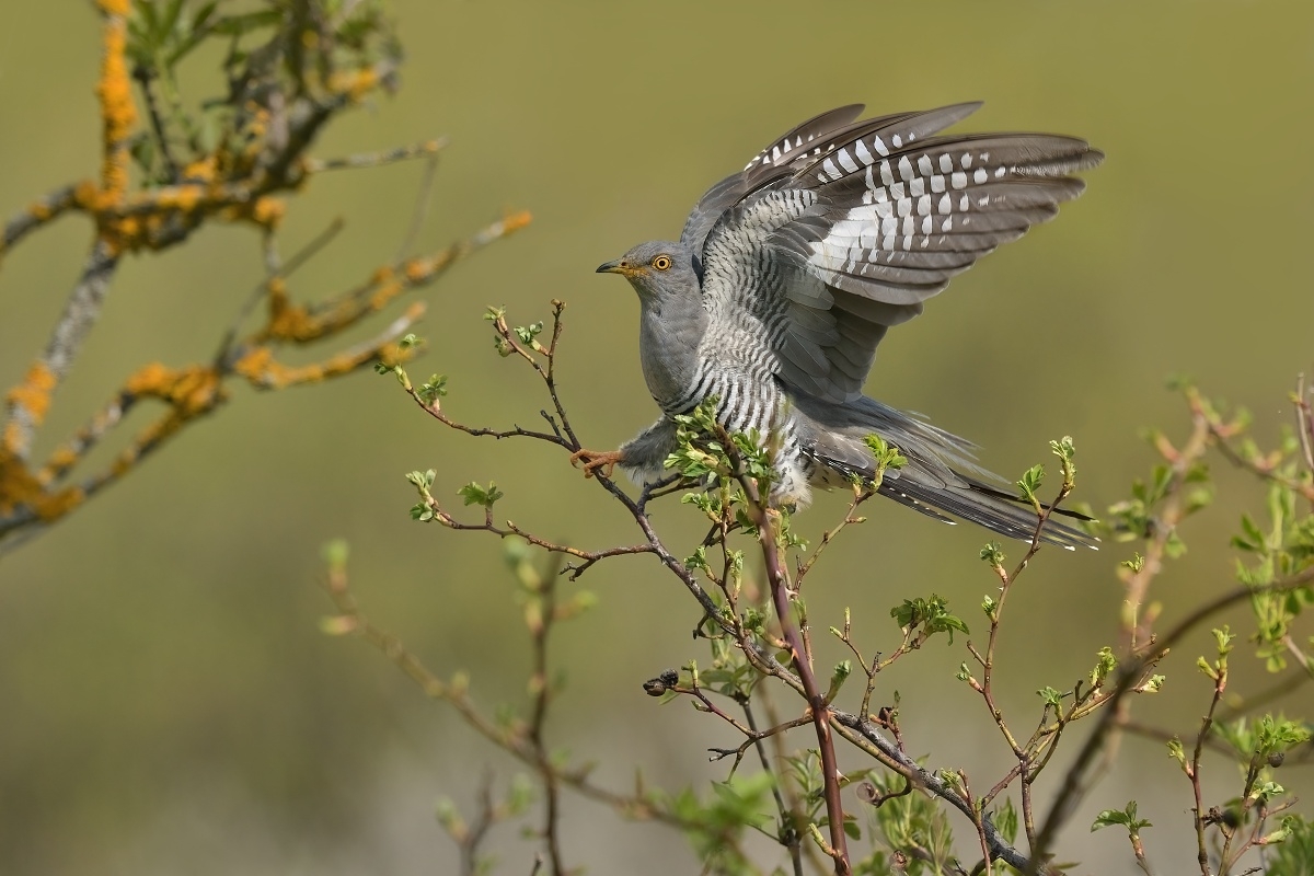 kukačka obecná (57)