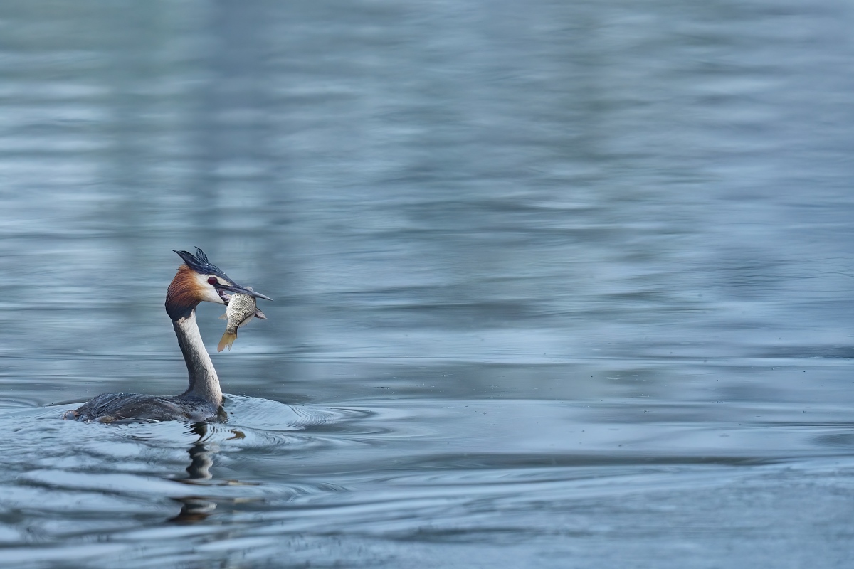 potápka roháč (12)