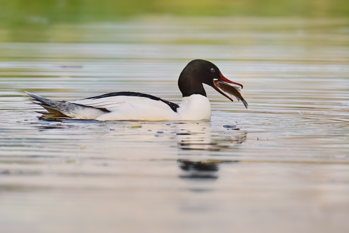 morčák velký (09)