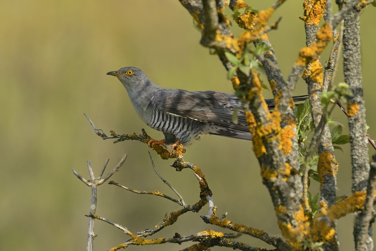 kukajda obecná 2026-4