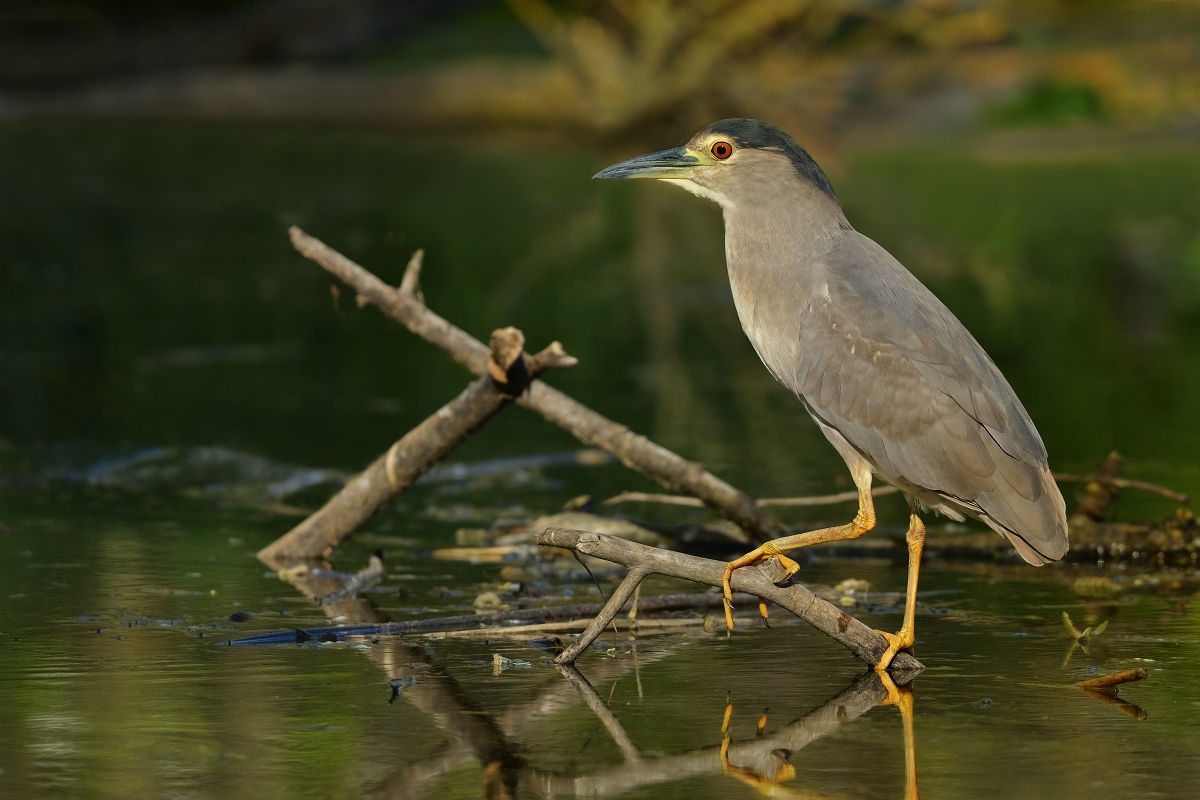 kvakoš noční (33)
