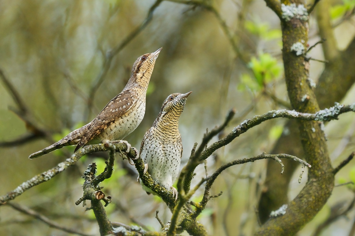 krutihlav obecný (21)