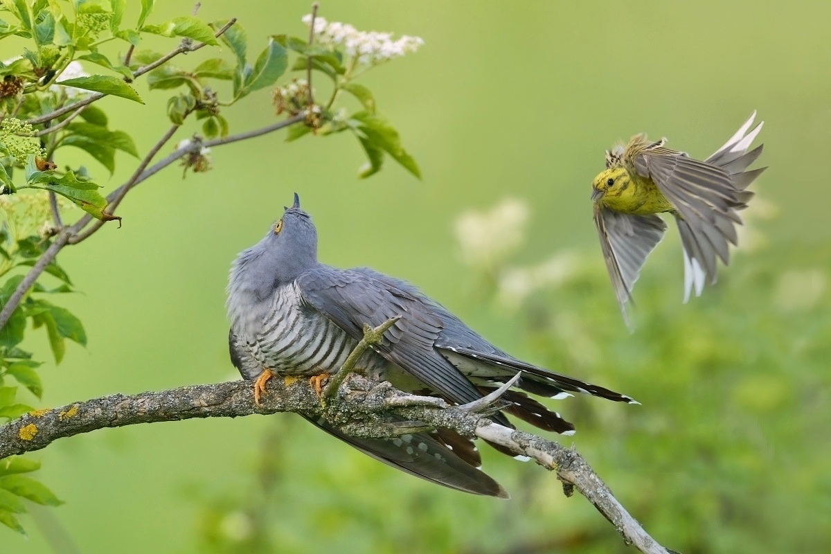 kukačka obecná + strnad obecný (06)